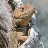 Lagarto de collar